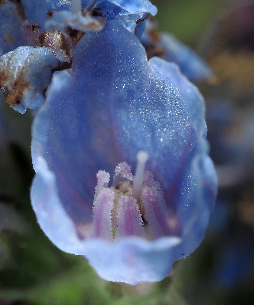 P5062631_DxO_Blüte_von_vorne_1296x1533.jpg