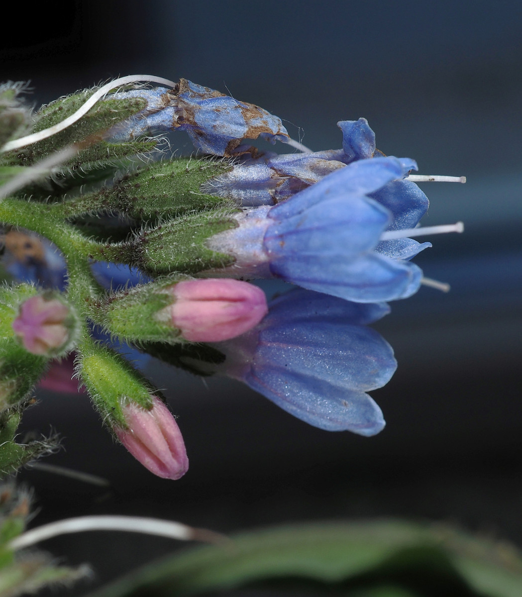 P5062632_DxO_Blüte_Kelch_seitlich_1296x1483.jpg