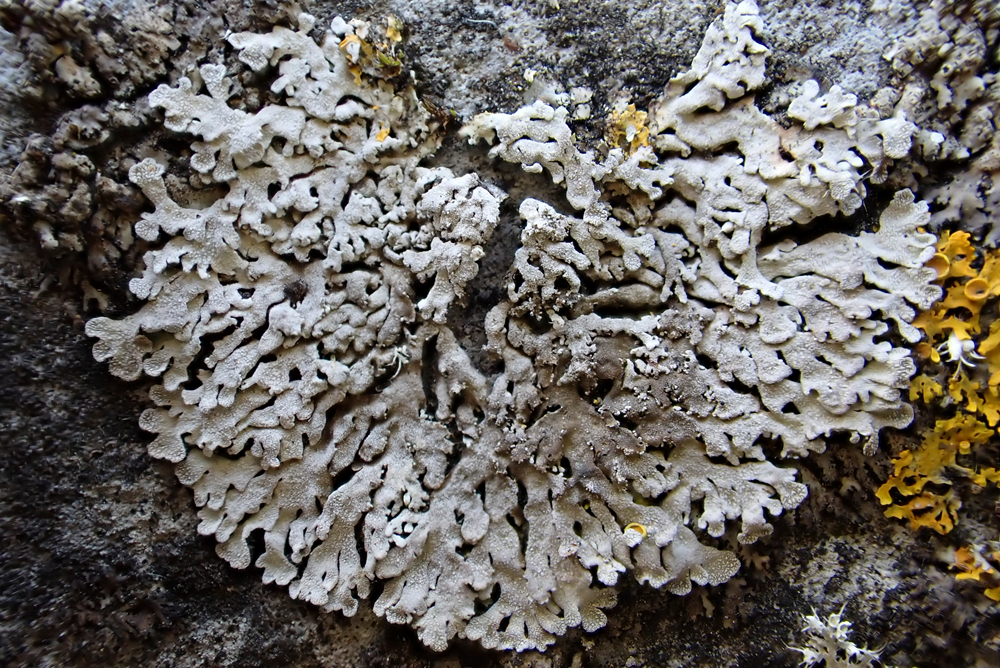 k-Physconia distorta1.png