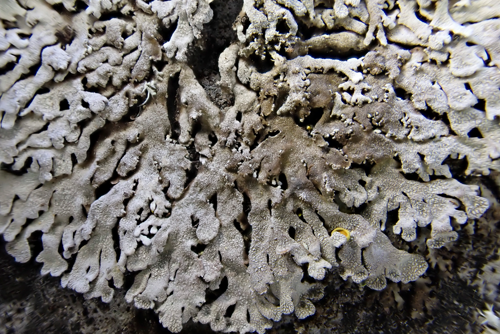 k-Physconia distorta2.png