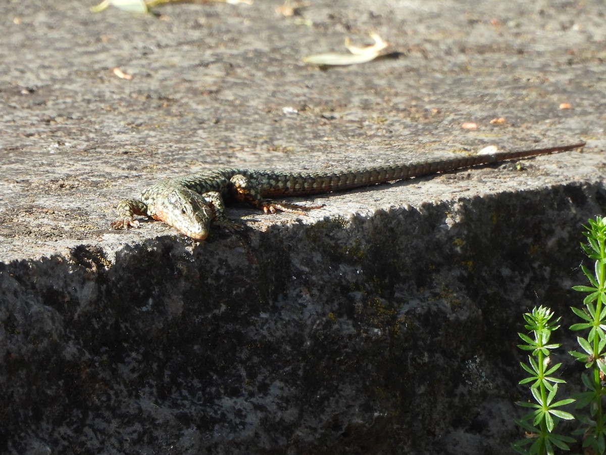 Podarcis muralis (2).JPG