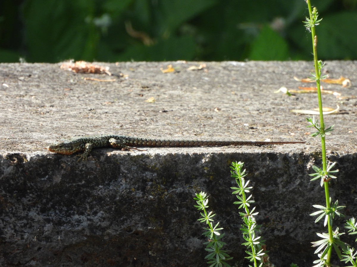 Podarcis muralis (4).JPG