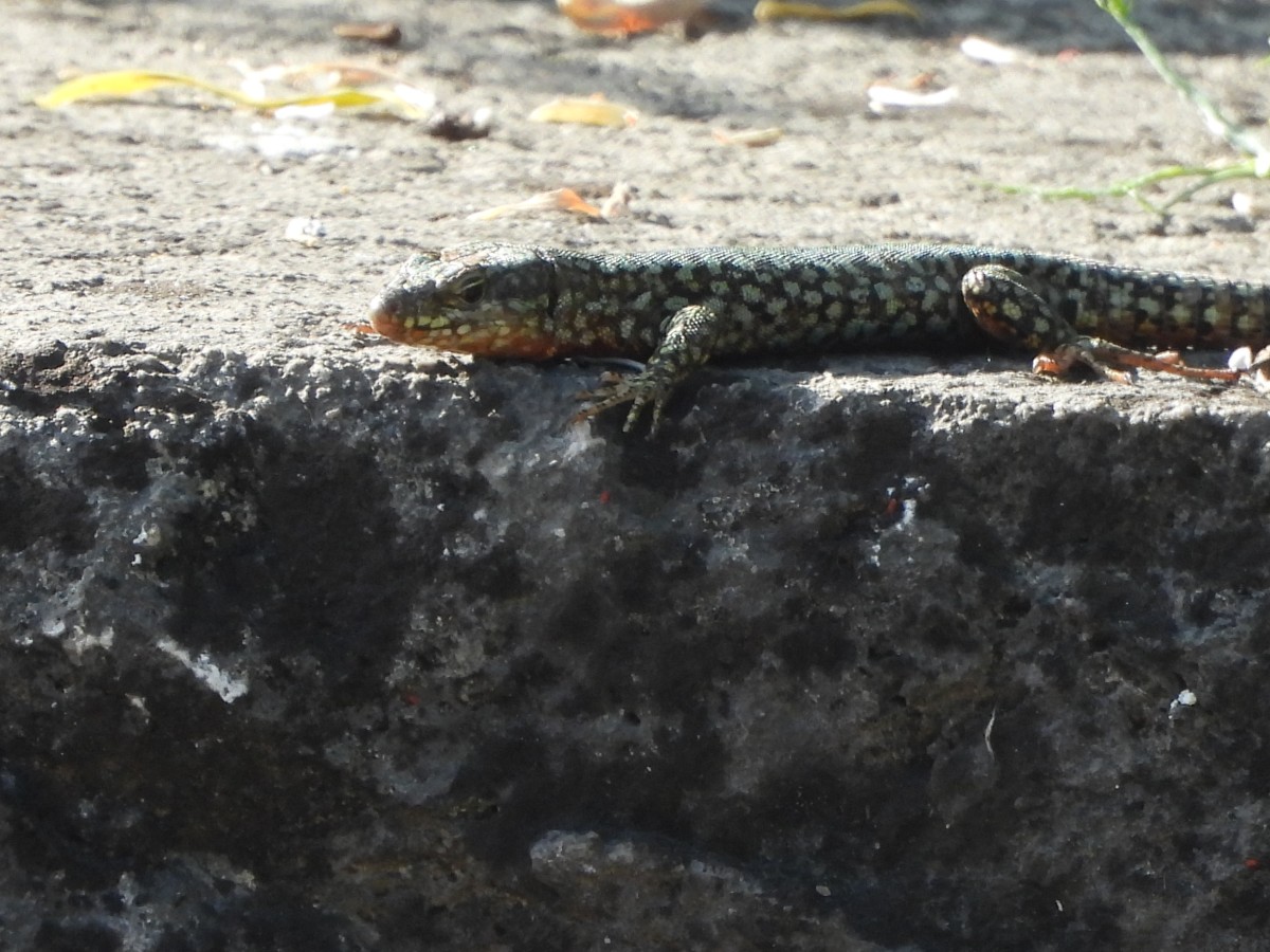 Podarcis muralis (9).JPG