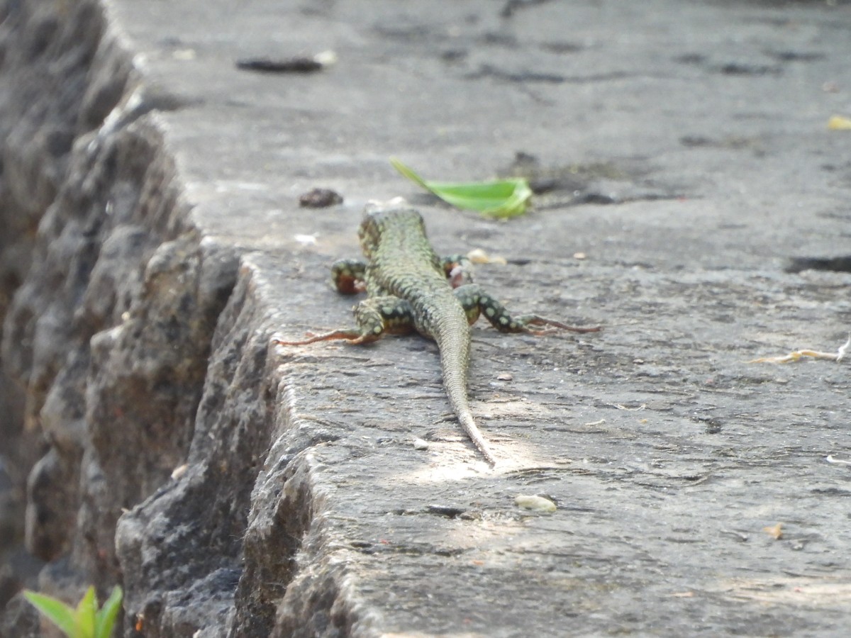 Podarcis muralis (16).JPG
