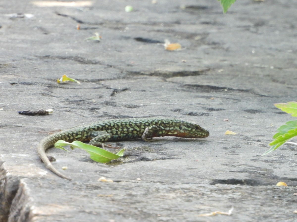 Podarcis muralis (17).JPG