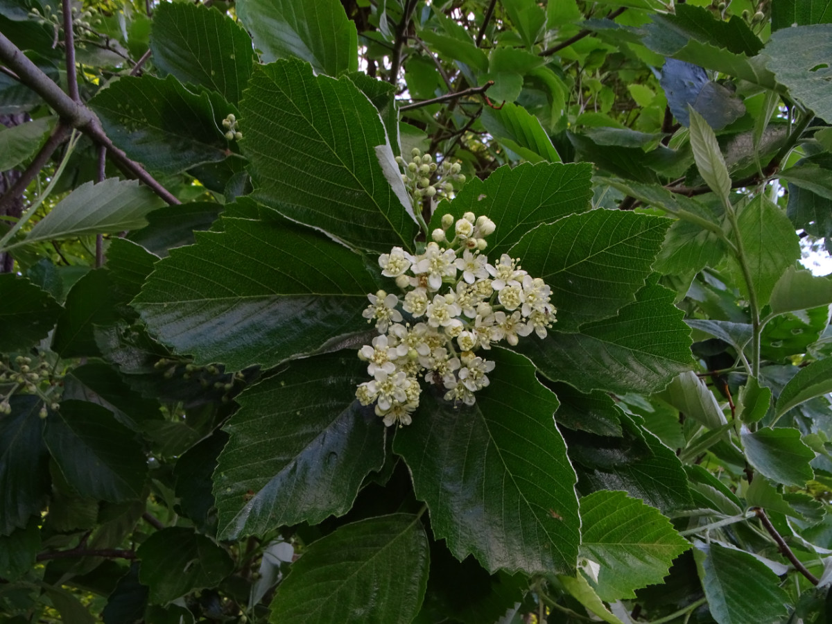DSC01114.JPG