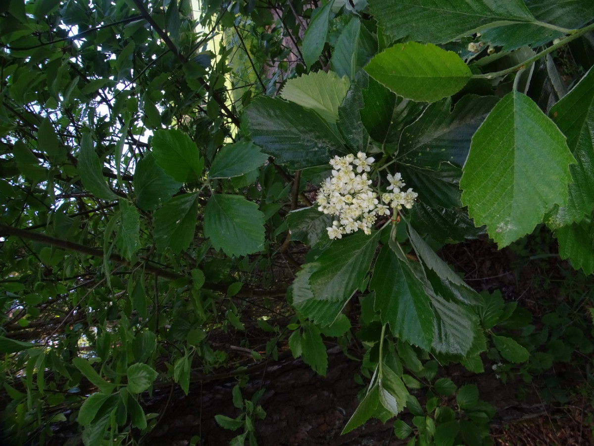 DSC01115.JPG