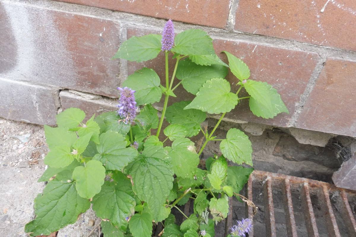 Agastache rugosa Ostasiatischer Riesenysop 1.JPG