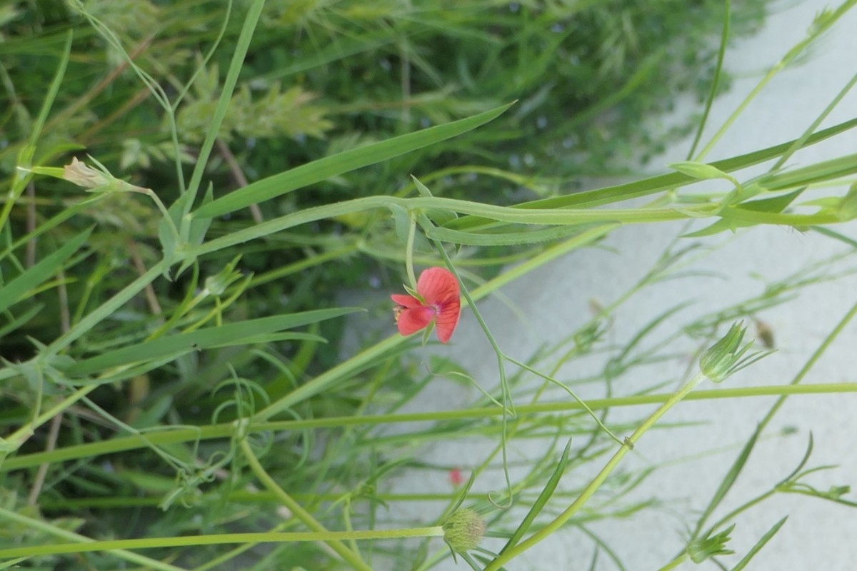 Fabaceae Lathyrus St.Rémy-Alpilles 12.-15.05 (1).JPG