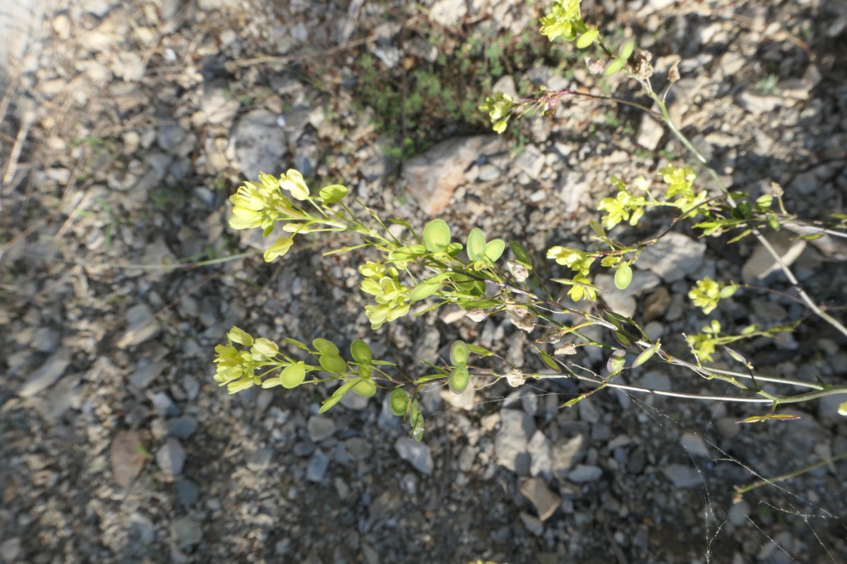 Brassicaceae Biscutella St.Rémy-Alpilles 12.-15.05.2025 (1).JPG