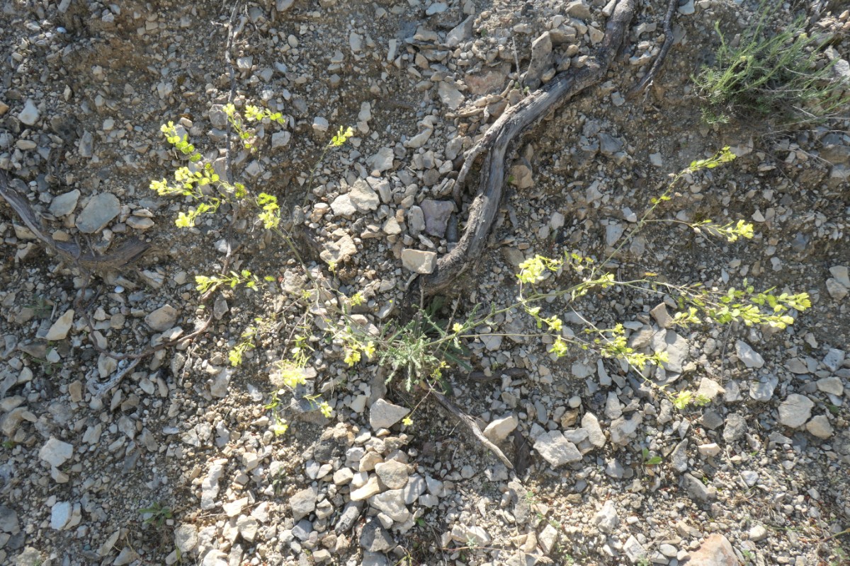 Brassicaceae Biscutella St.Rémy-Alpilles 12.-15.05.2025 (2).JPG