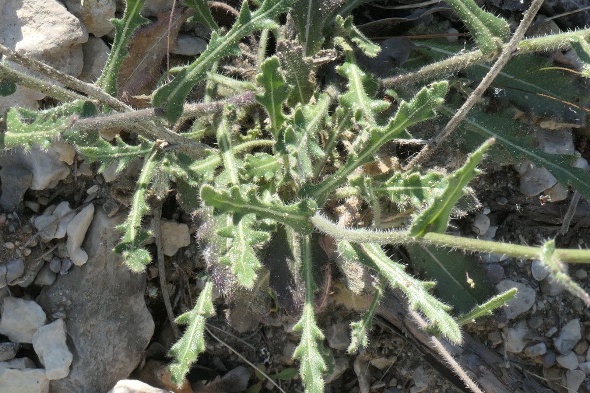 Brassicaceae Biscutella St.Rémy-Alpilles 12.-15.05.2025 (3).JPG