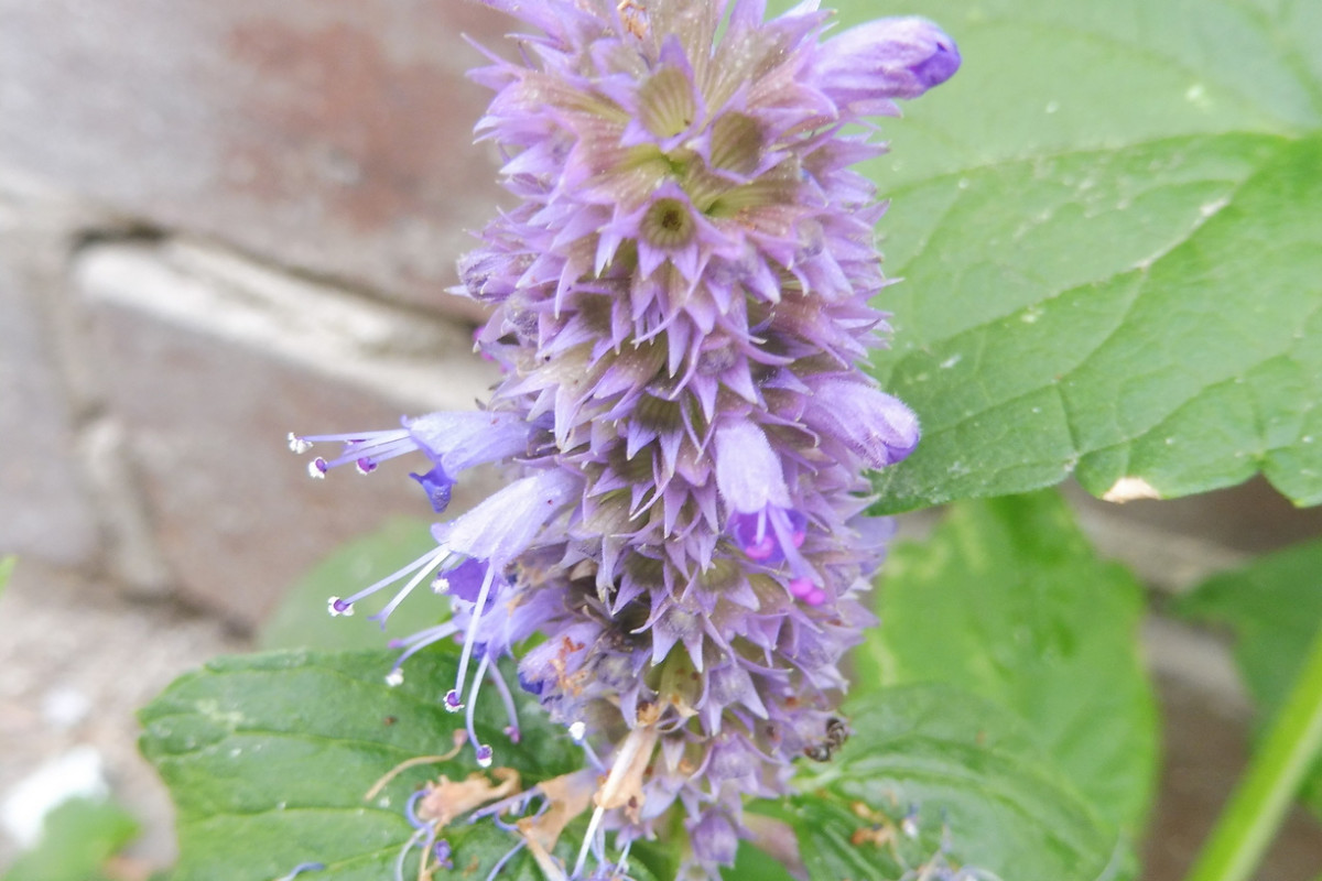 Agastache rugosa Ostasiatischer Riesenysop 2.JPG