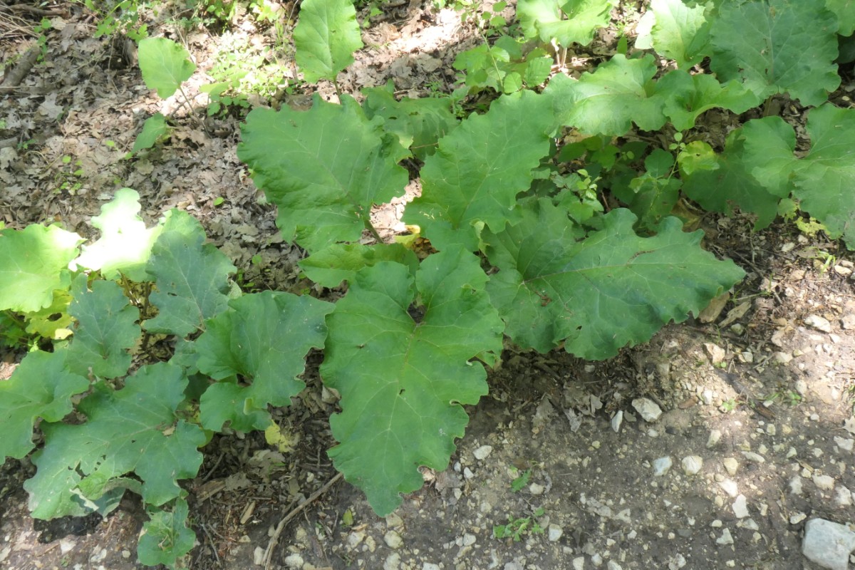 Asteraceae Arctium sp. St.Rémy-Alpilles 12.-15.05.2025.JPG