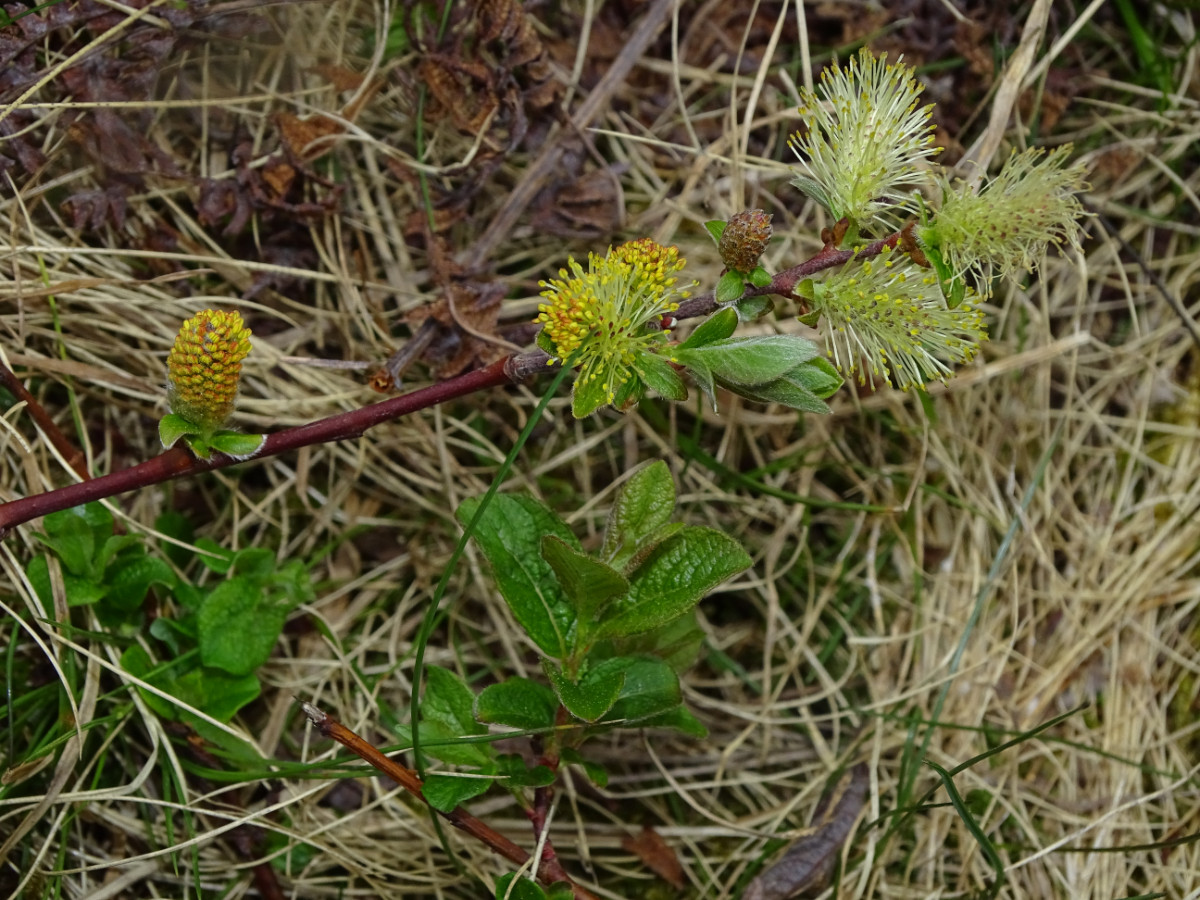 DSC01243.JPG