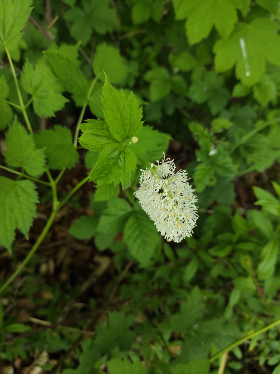 IMG_20250518_114320.png