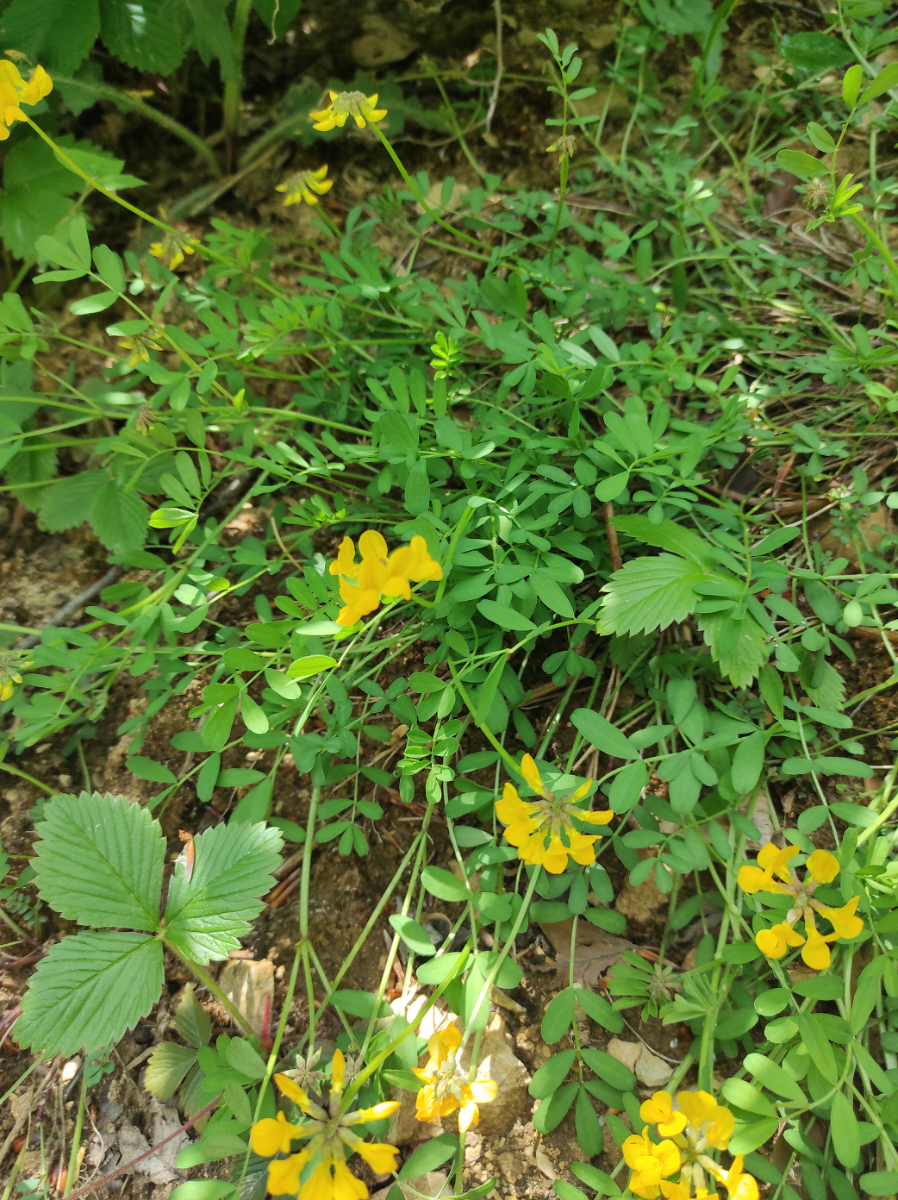 IMG_20250518_120759.png