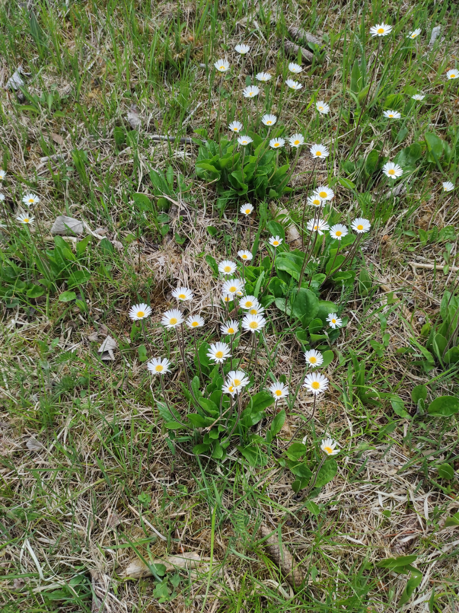 IMG_20250518_134644.png