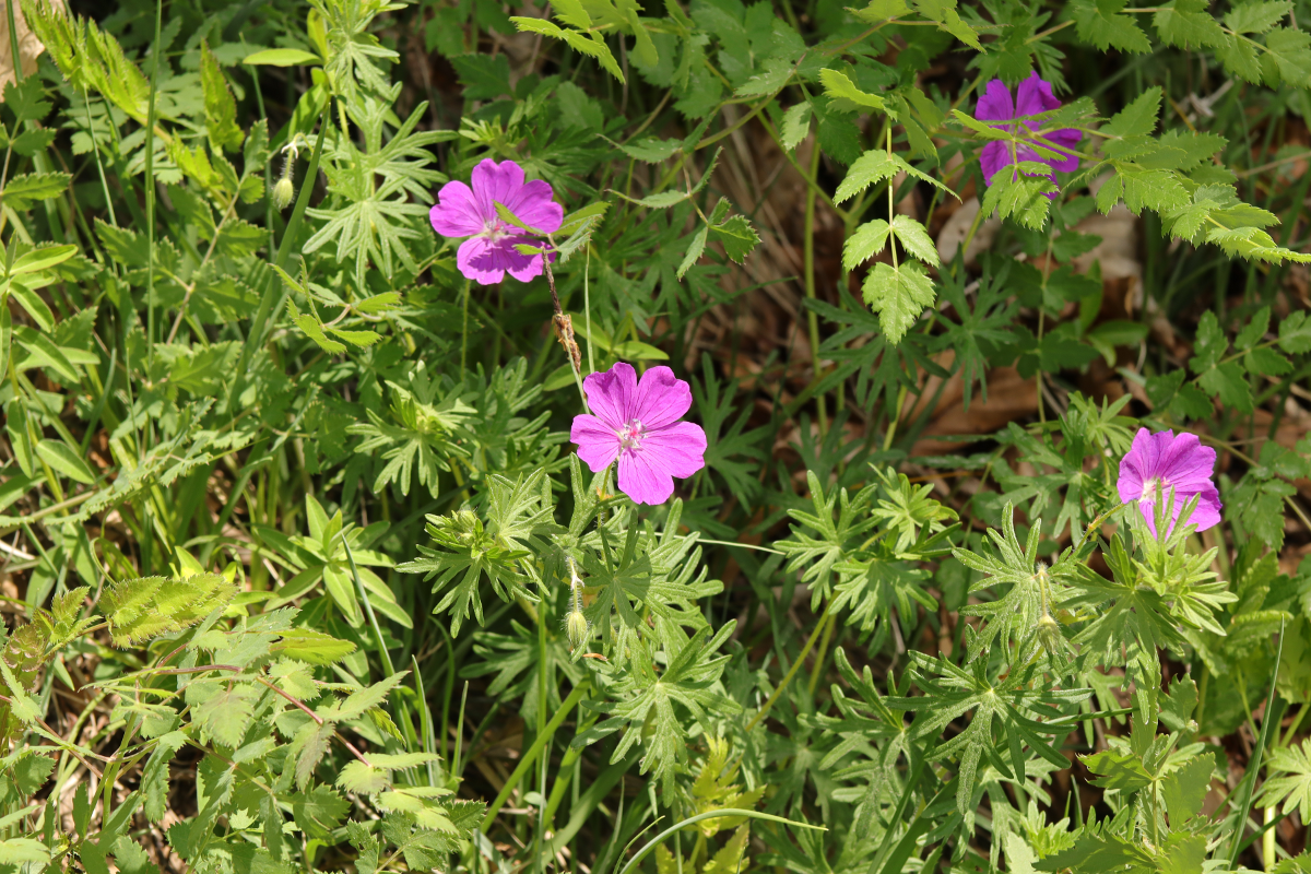 IMG_5136.png