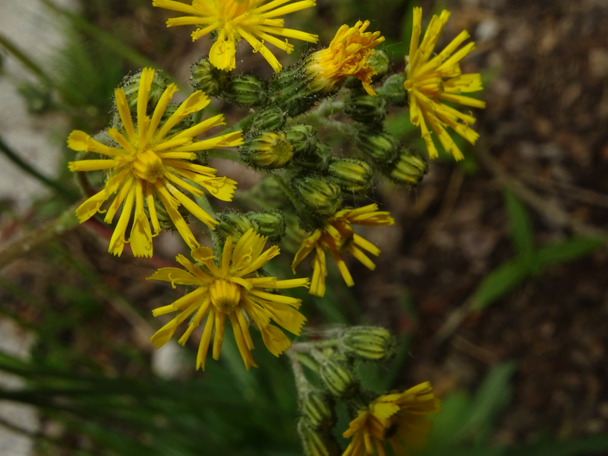 DSC01375.JPG