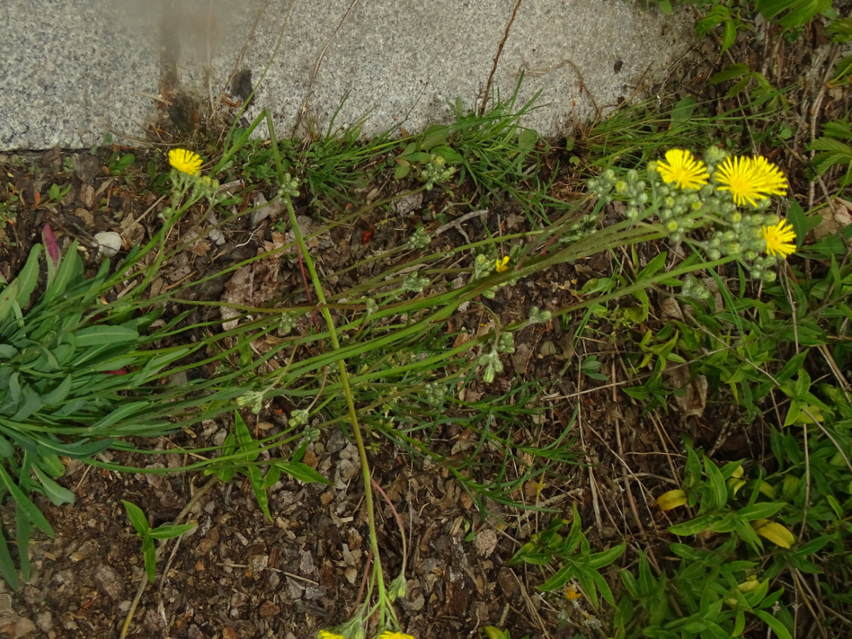 DSC01376.JPG