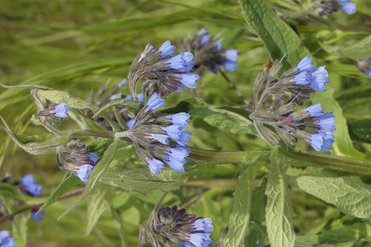Symphytum caucasicum Bechtheim RP A07.jpg