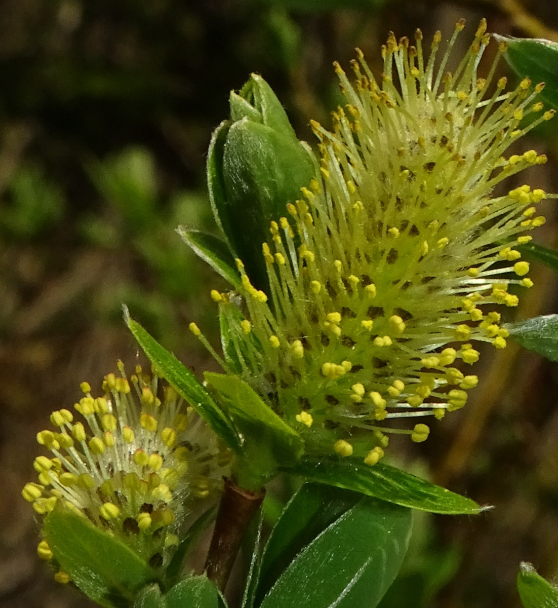DSC01280a.jpg