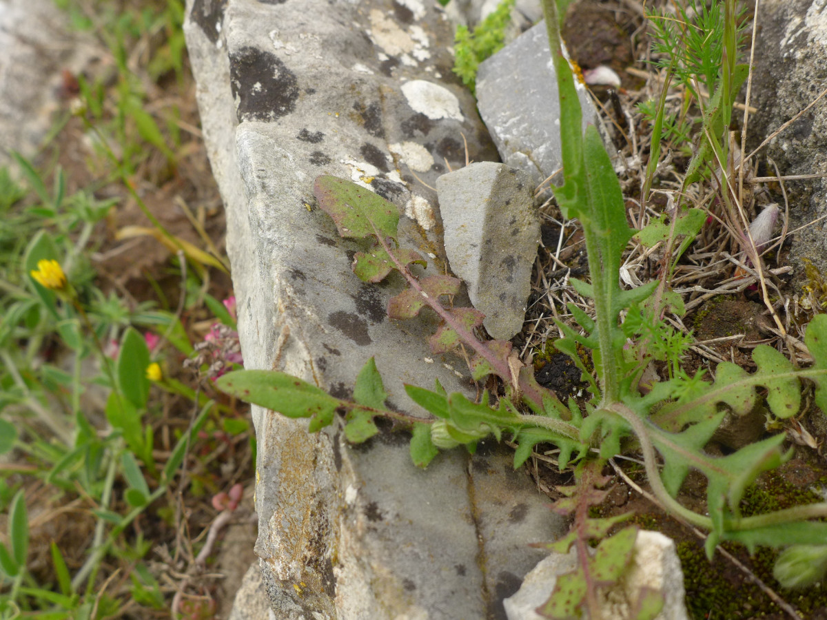 P2070057_F,Korsika, W Bastia, Col de Teghime (758).JPG