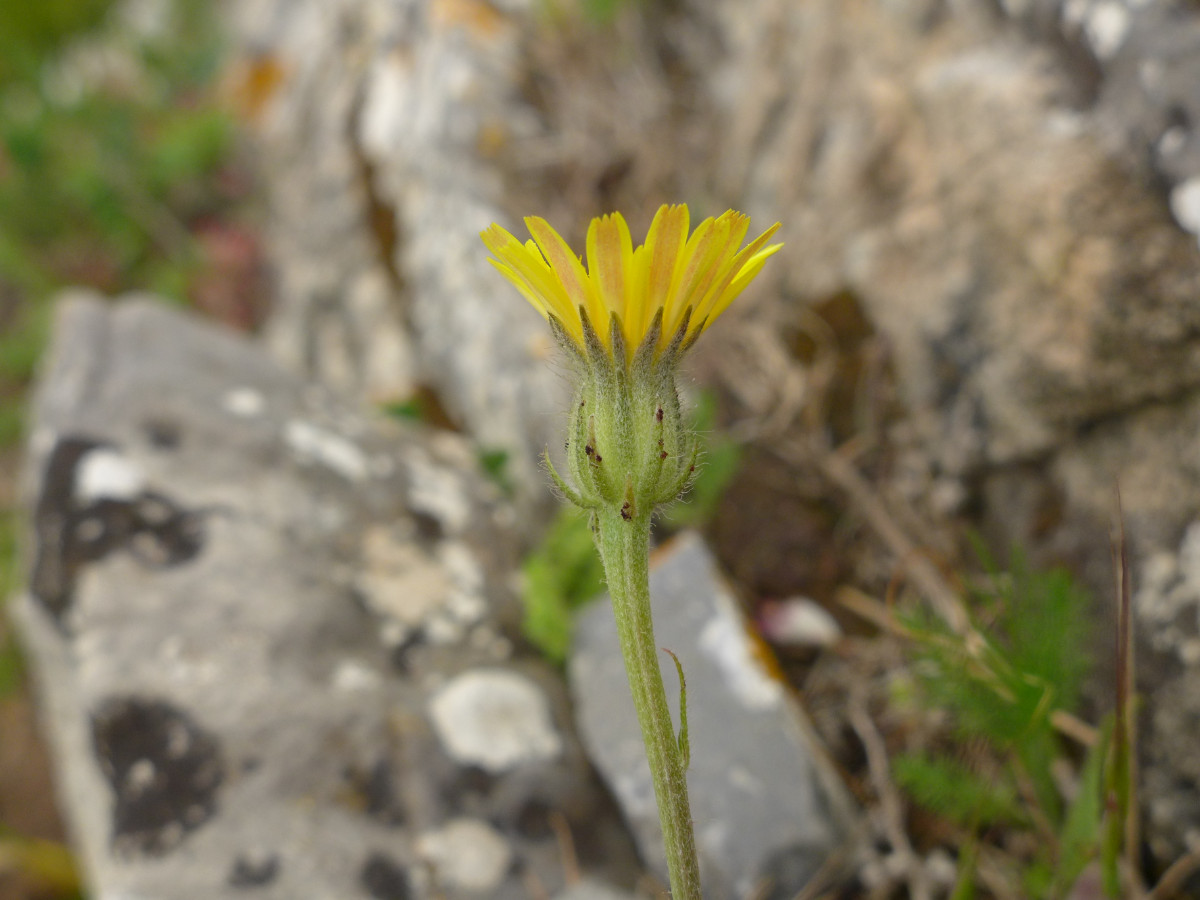 P2070057_F,Korsika, W Bastia, Col de Teghime (762).JPG