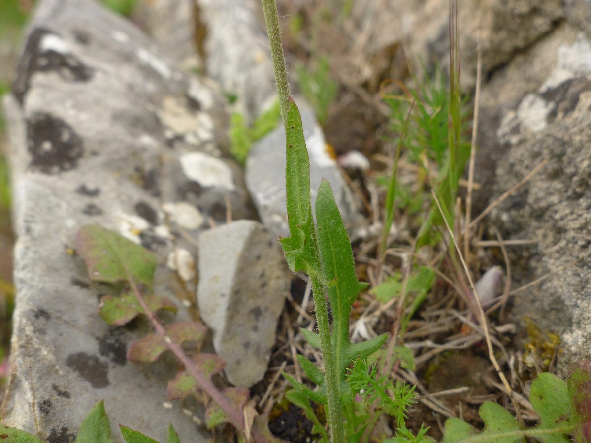 P2070057_F,Korsika, W Bastia, Col de Teghime (763).JPG
