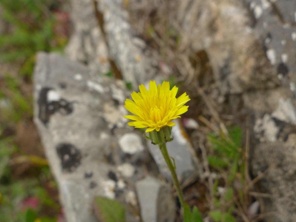 P2070057_F,Korsika, W Bastia, Col de Teghime (768).JPG