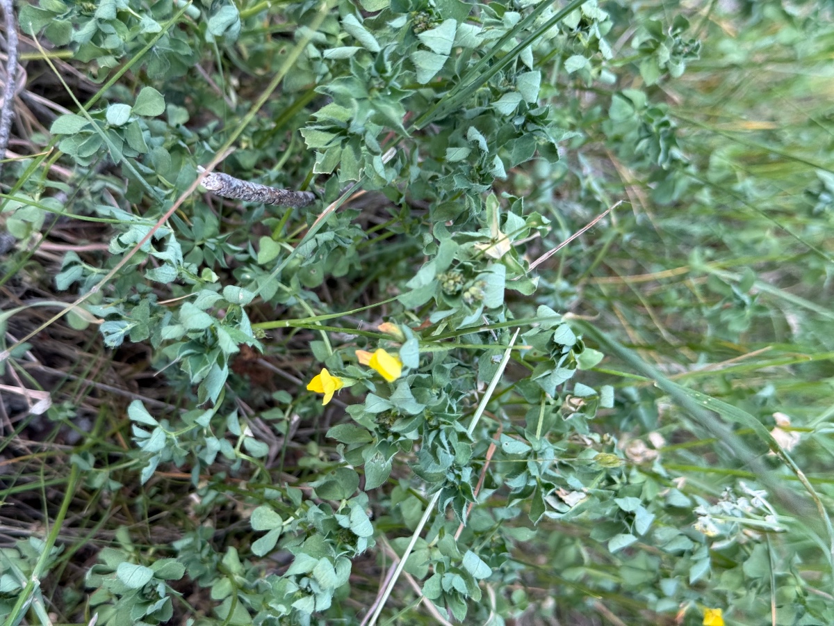 Hornklee sichtlich gestresst