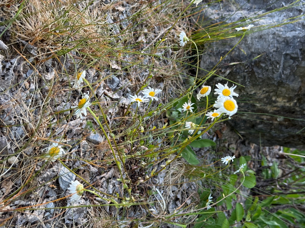 Margerite ebenso