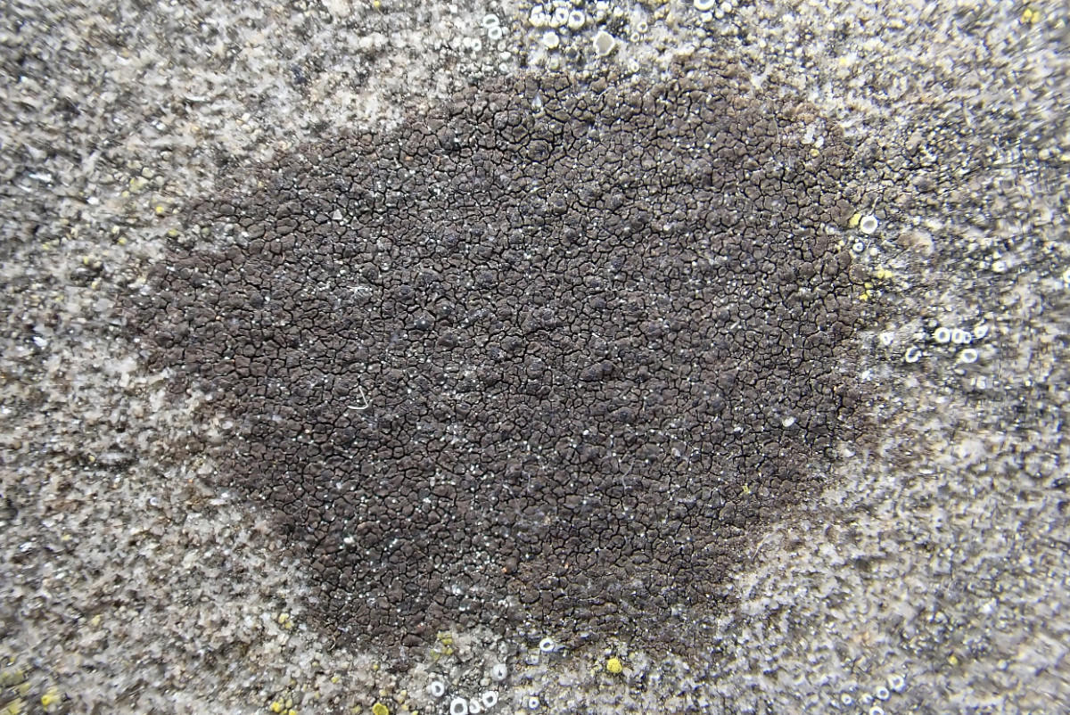 Verrucaria nigrescens_Schwärzliche Warzenflechte_Hersel_01.jpg