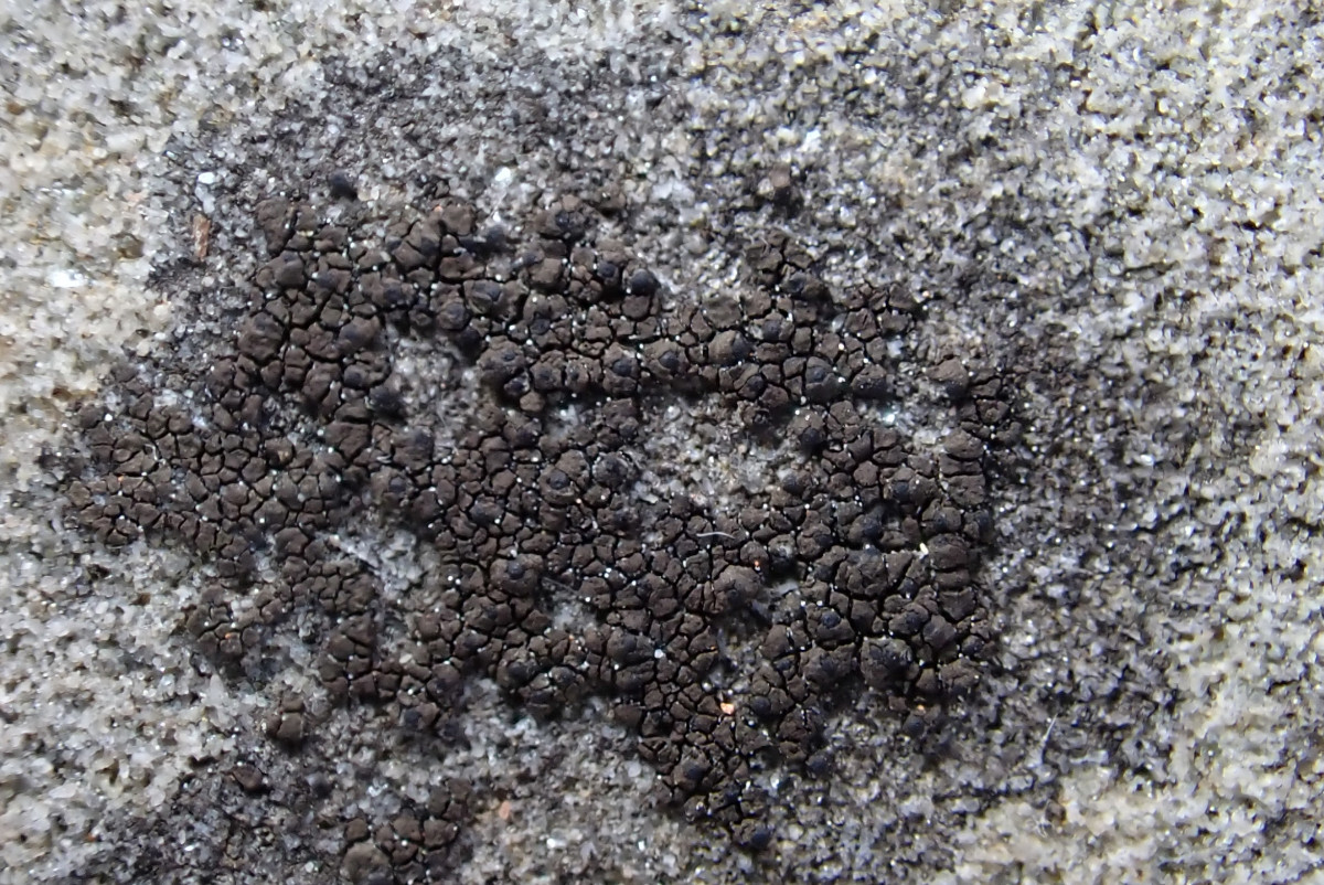 Verrucaria nigrescens_Schwärzliche Warzenflechte_Hersel_03.jpg