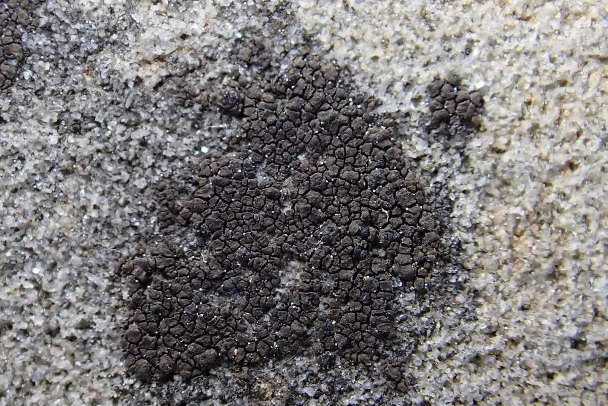 Verrucaria nigrescens_Schwärzliche Warzenflechte_Hersel_04.jpg