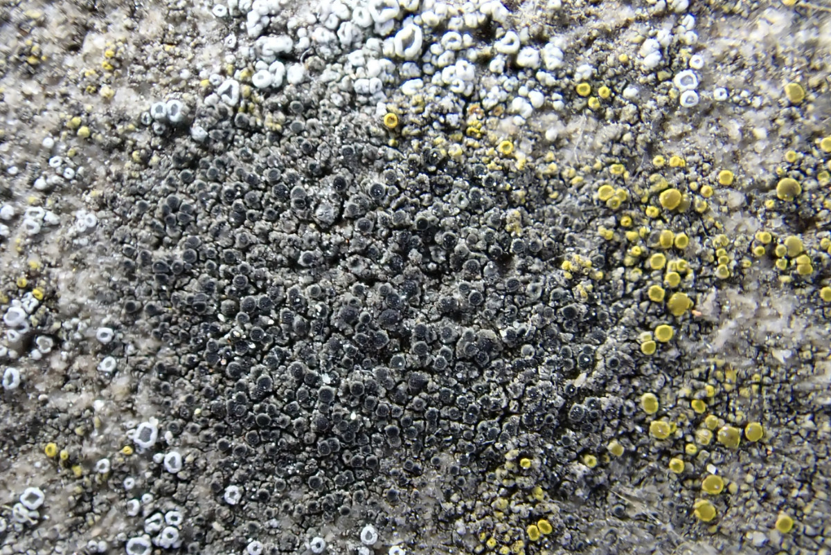 cf Rinodina bischoffi_02.jpg