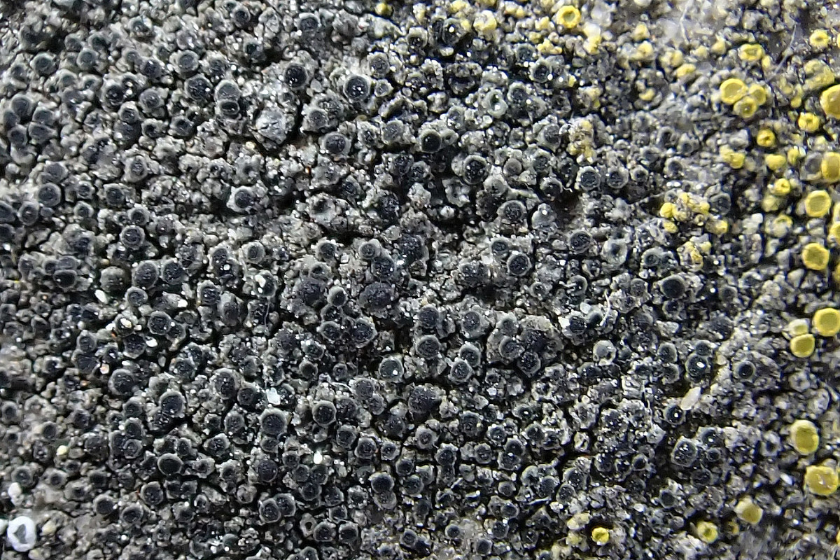 cf Rinodina bischoffi_04.jpg