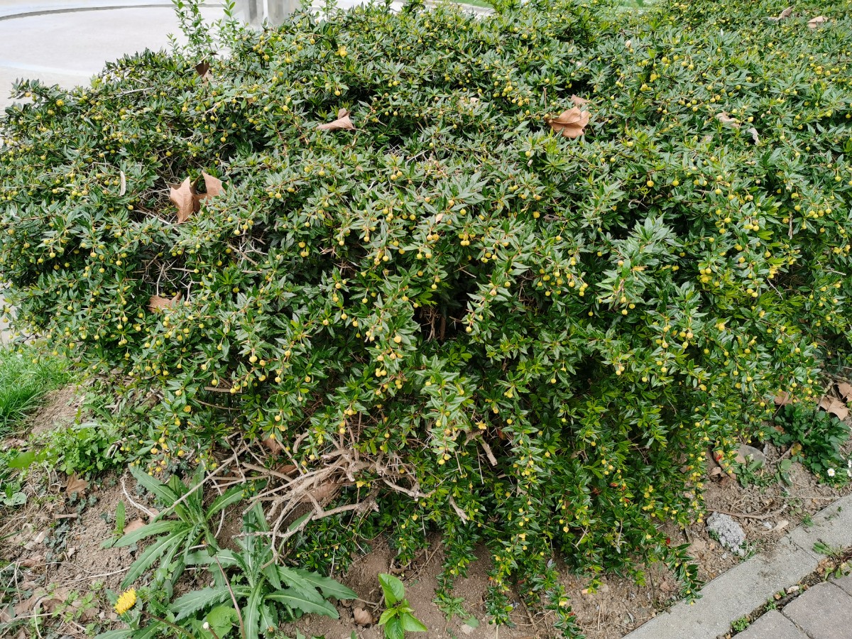 Berberis (1).jpg