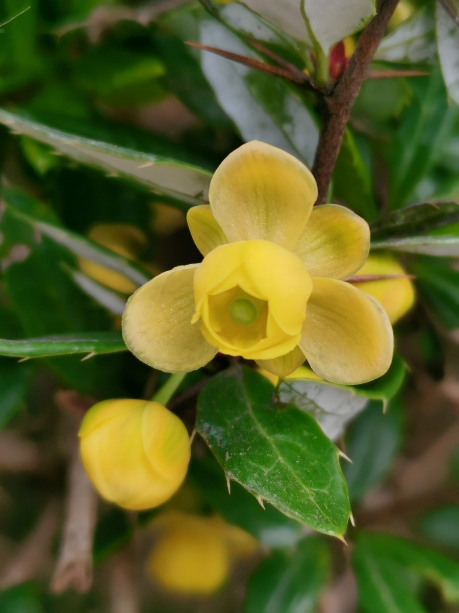Berberis (8).jpg