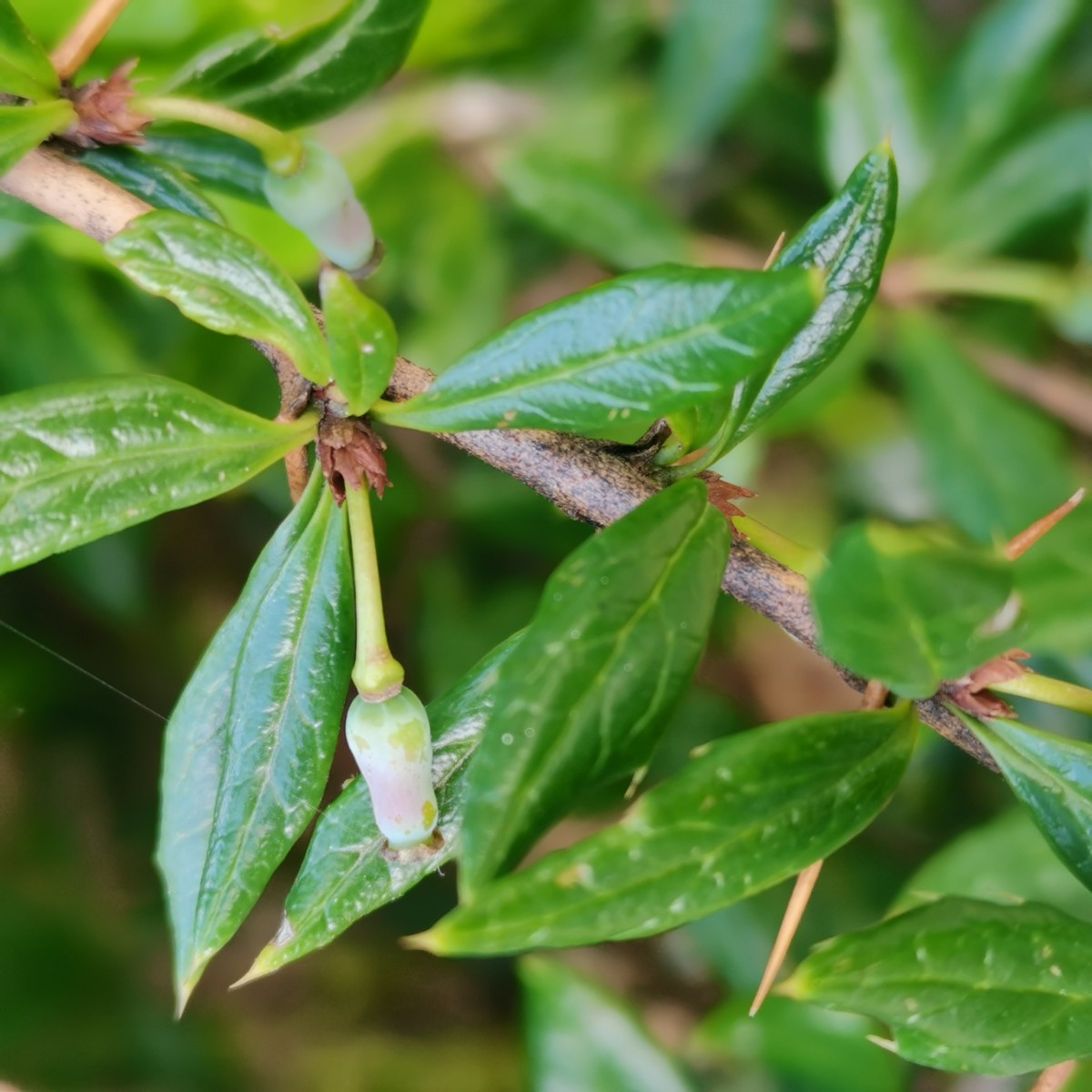Berberis (13).jpg