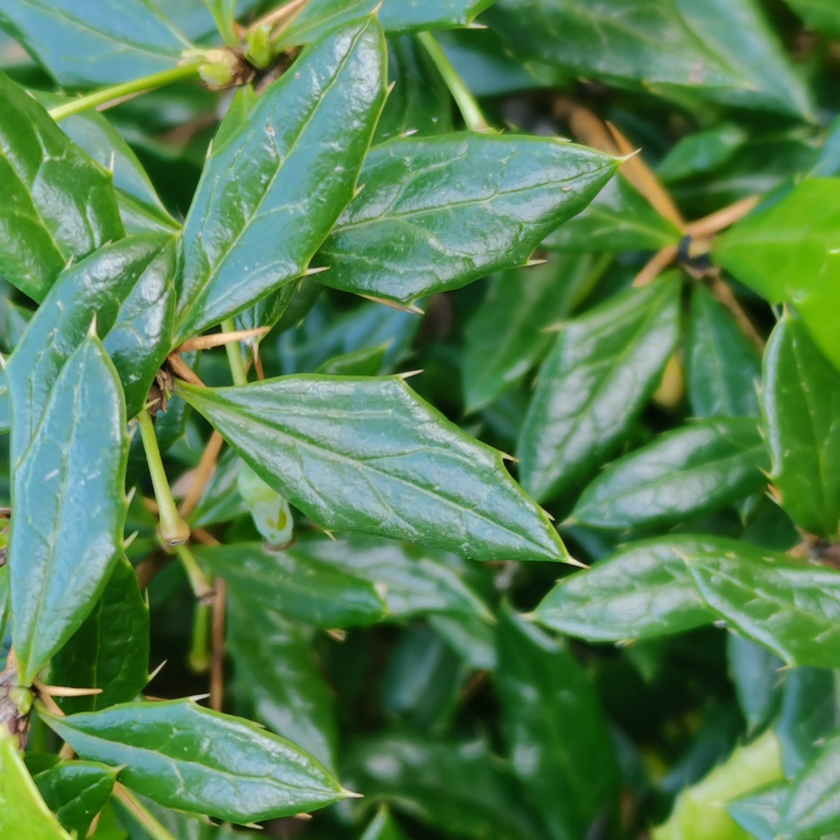 Berberis (15).jpg