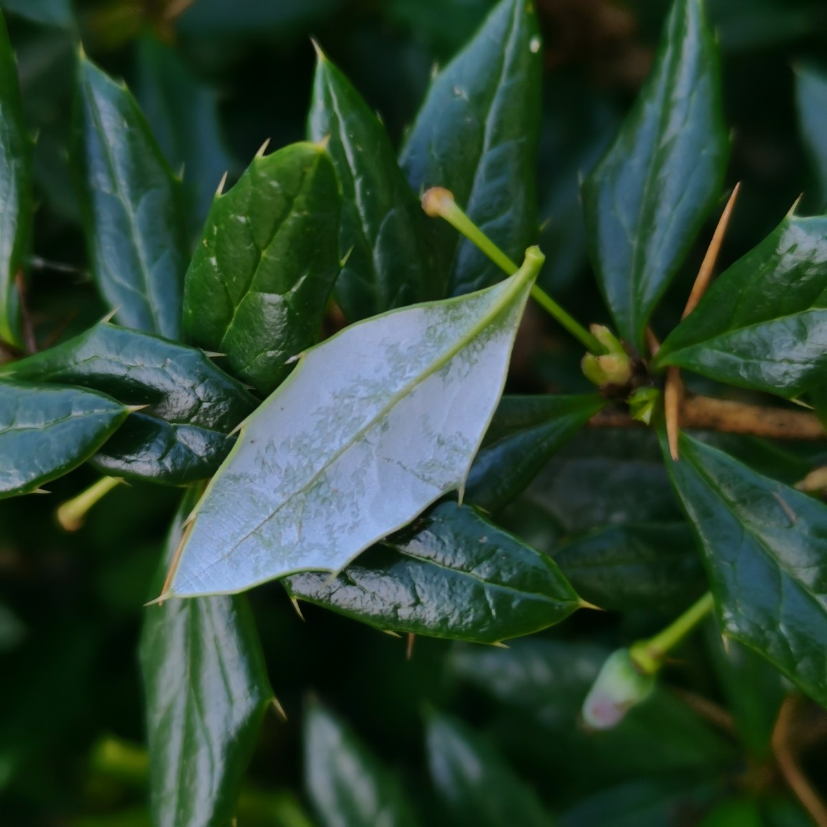 Berberis (16).jpg