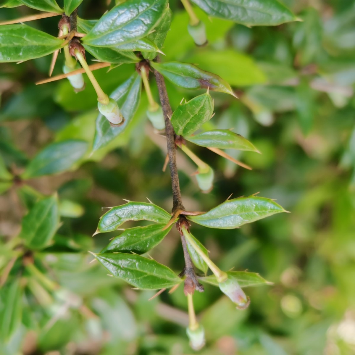 Berberis (17).jpg