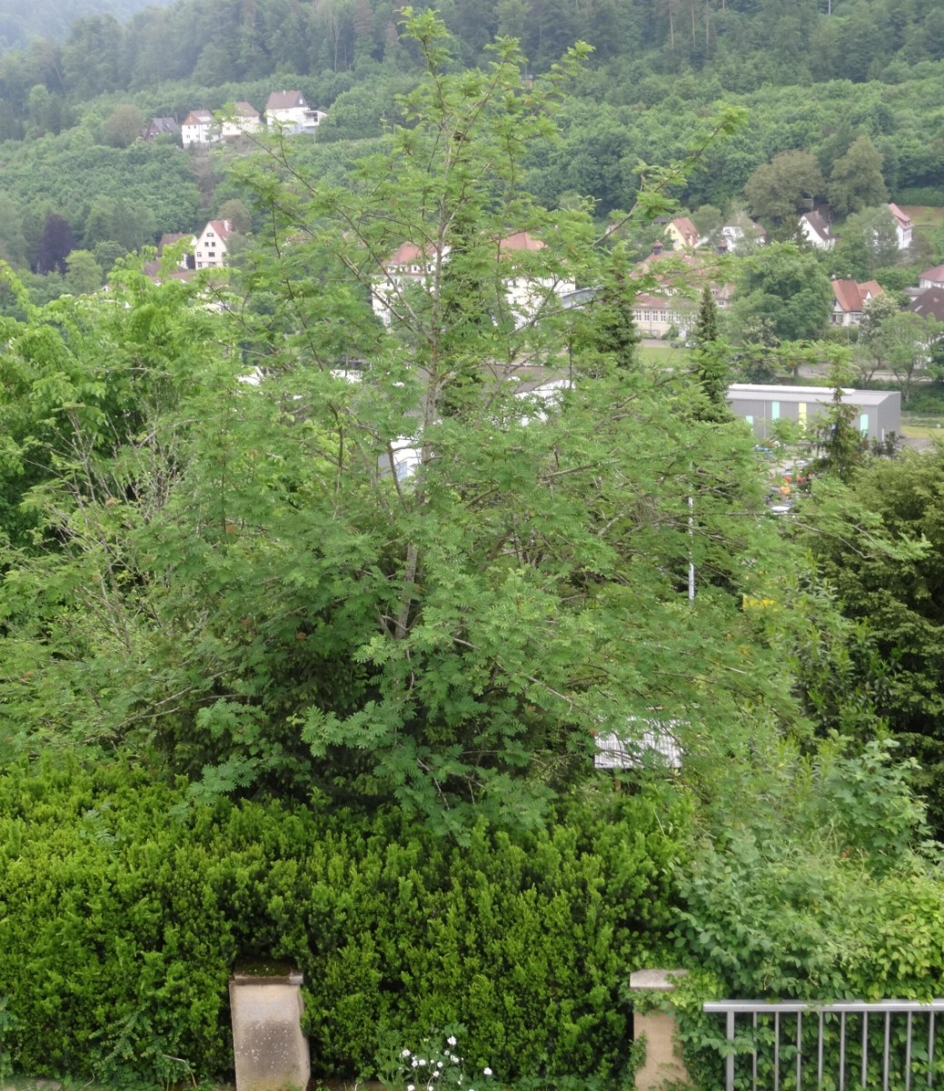 DSC00685_2.JPG