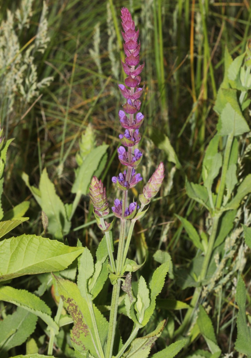 IMG_8895.JPG