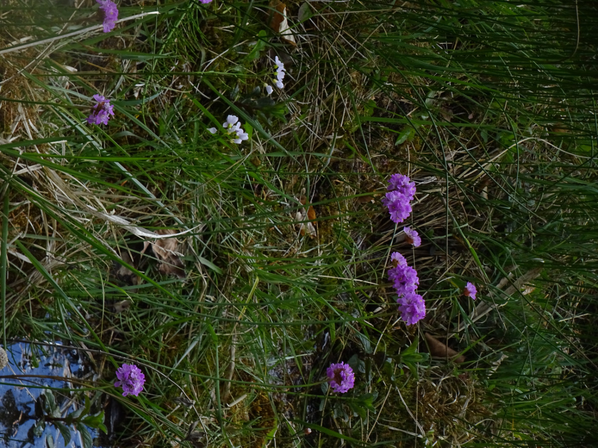 Armeria maritima (2).JPG
