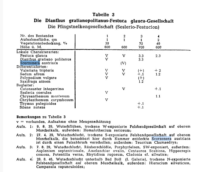 Scorzonera_austriaca_S-28.jpg