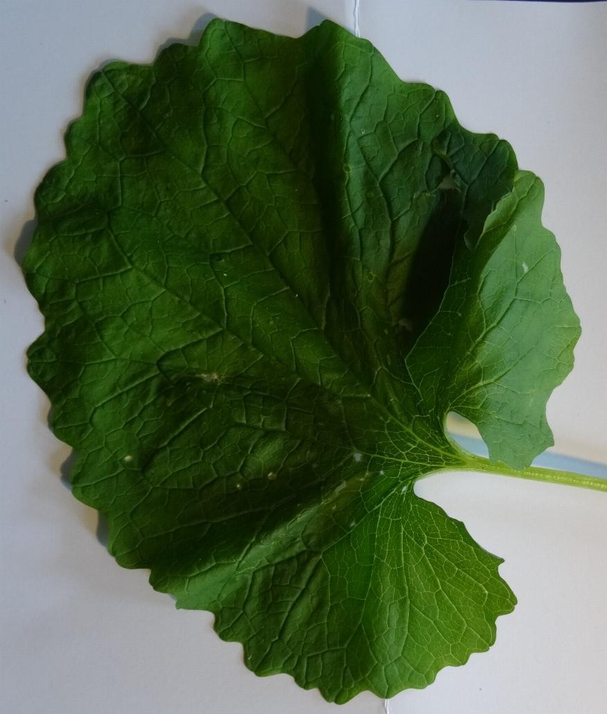 #2 Blatt von oben.JPG
