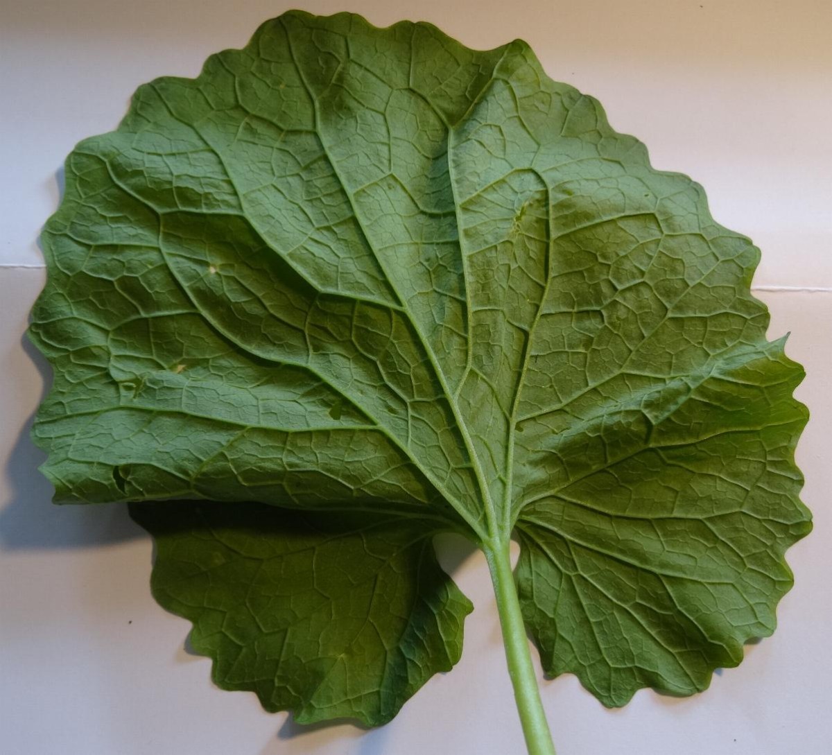 #2 Blatt von unten.JPG